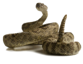 image-rattlesnake